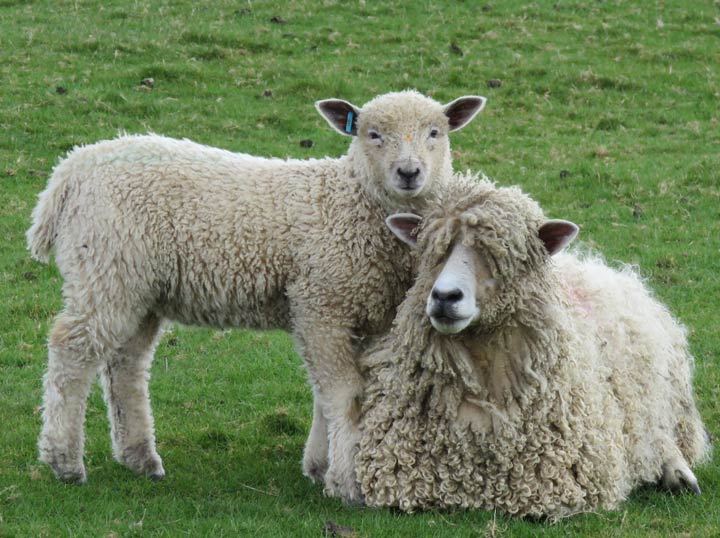 Leicester Longwool sheep