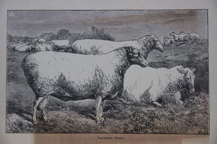 Leicester Longwools