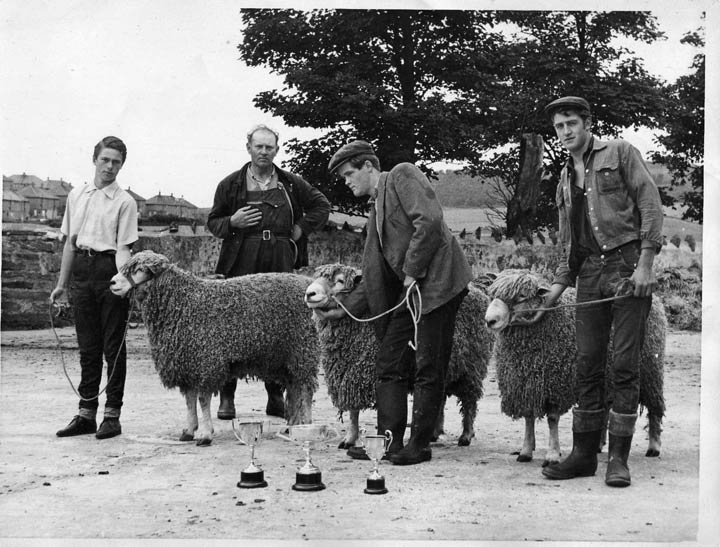 Leicester Longwools