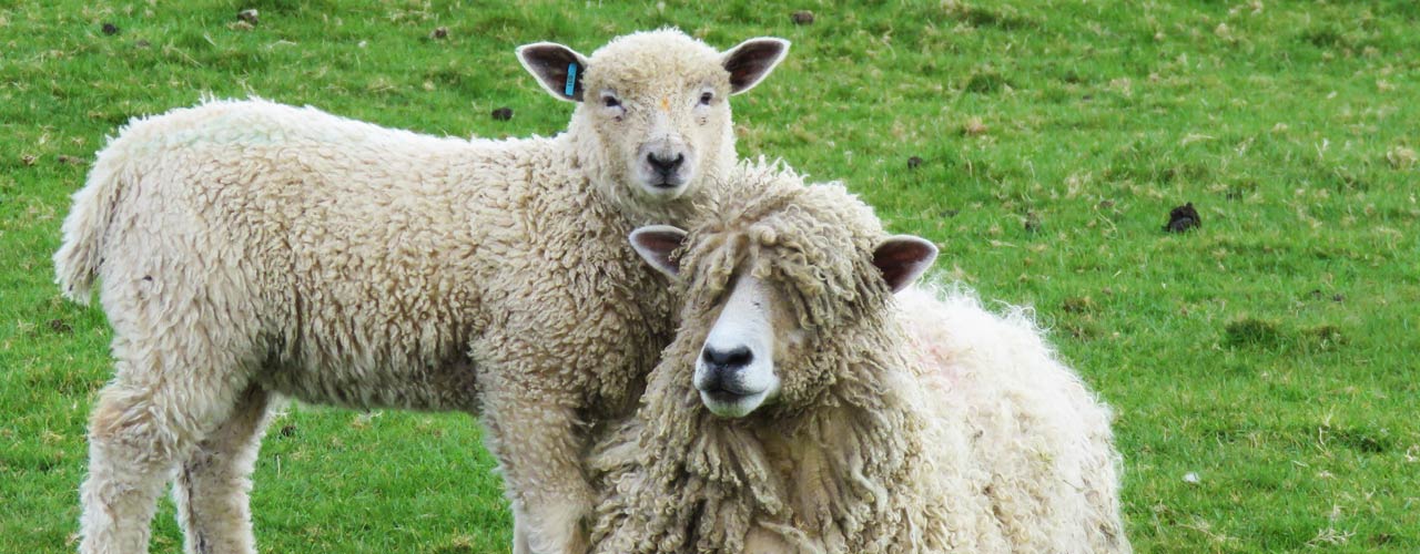 Leicester Longwool Sheep Breeders Association