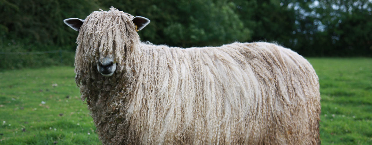 Role of the Leicester Longwool